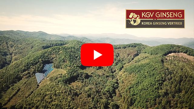 KGV Roter Ginseng Anbau Video